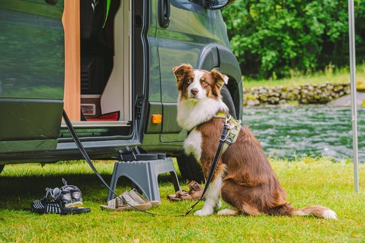 Essential Tips for Traveling in an RV with Pets
